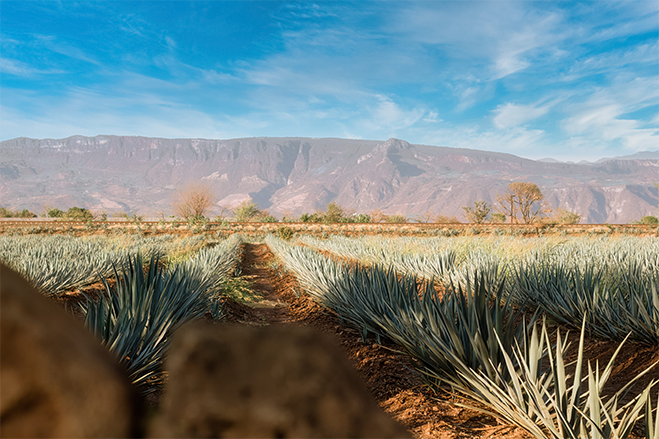 imagen-derecha-tequila